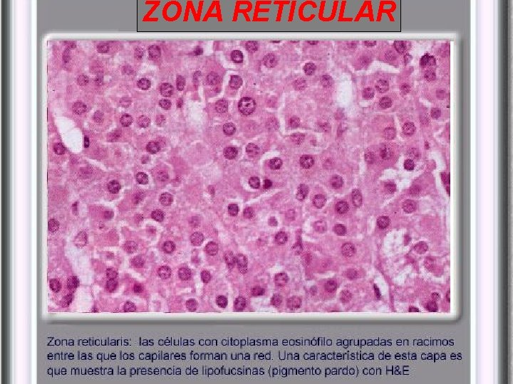 ZONA RETICULAR ZONA RETICULAR