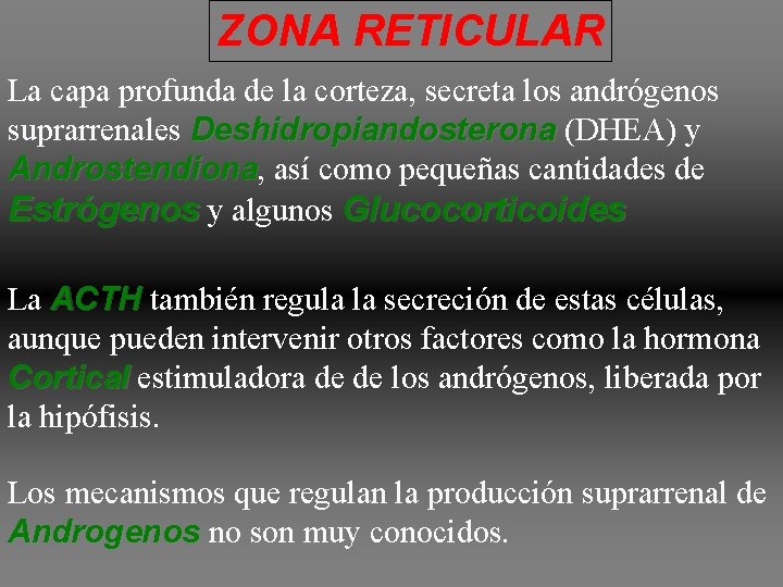 ZONA RETICULAR La capa profunda de la corteza, secreta los andrógenos suprarrenales Deshidropiandosterona (DHEA) ZONA RETICULAR La capa profunda de la corteza, secreta los andrógenos suprarrenales Deshidropiandosterona (DHEA)