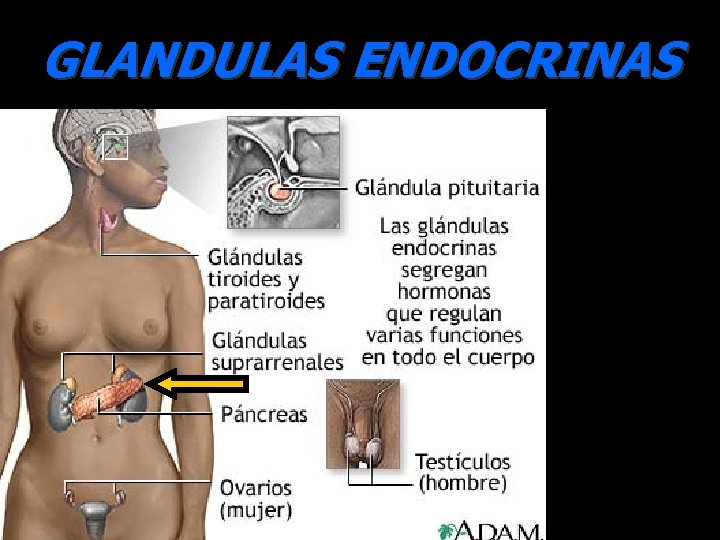 GLANDULAS ENDOCRINAS GLANDULAS ENDOCRINAS