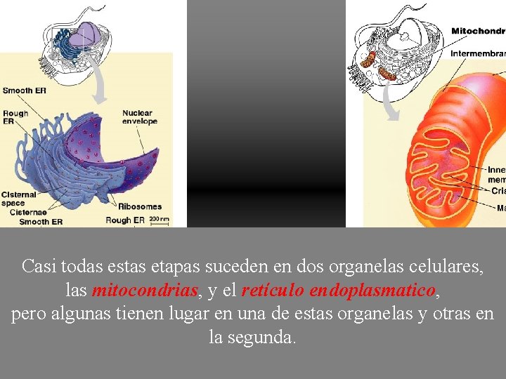 Casi todas estas etapas suceden en dos organelas celulares, las mitocondrias, mitocondrias y el Casi todas estas etapas suceden en dos organelas celulares, las mitocondrias, mitocondrias y el