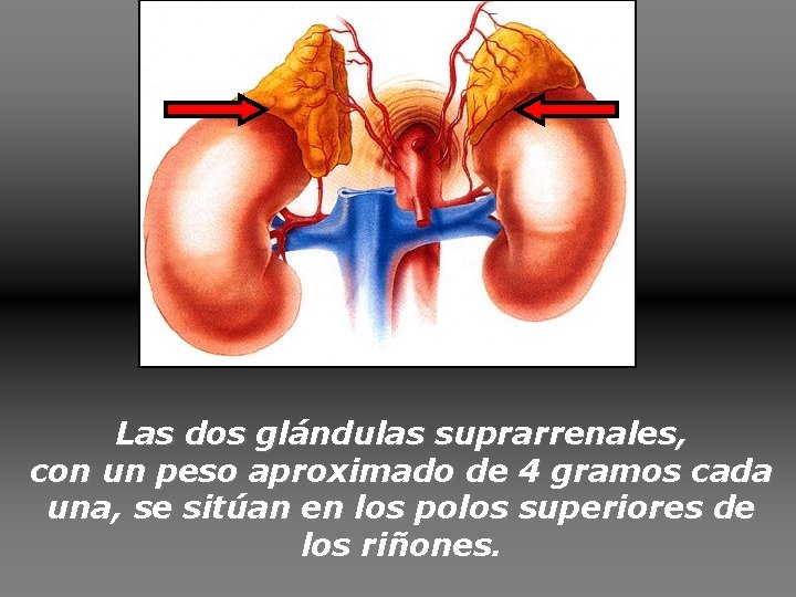 Las dos glándulas suprarrenales, con un peso aproximado de 4 gramos cada una, se Las dos glándulas suprarrenales, con un peso aproximado de 4 gramos cada una, se