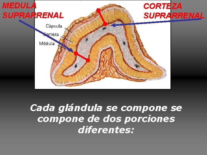 MEDULA SUPRARRENAL CORTEZA SUPRARRENAL Cada glándula se compone de dos porciones diferentes: MEDULA SUPRARRENAL CORTEZA SUPRARRENAL Cada glándula se compone de dos porciones diferentes: