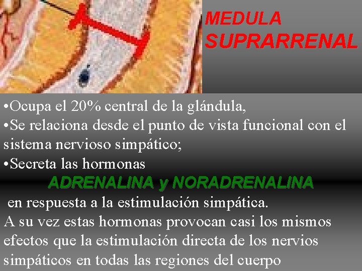 MEDULA SUPRARRENAL • Ocupa el 20% central de la glándula, • Se relaciona desde MEDULA SUPRARRENAL • Ocupa el 20% central de la glándula, • Se relaciona desde