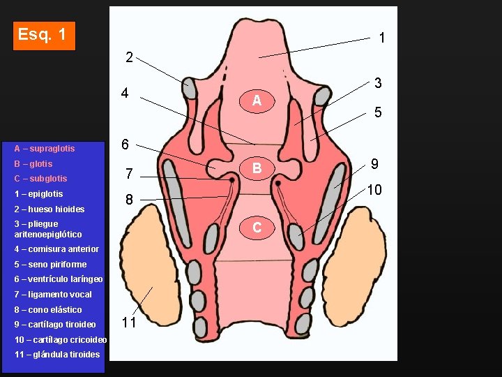 Esq. 1 1 2 4 A – supraglotis B – glotis C – subglotis