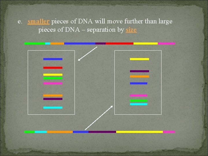 e. smaller pieces of DNA will move further than large pieces of DNA –