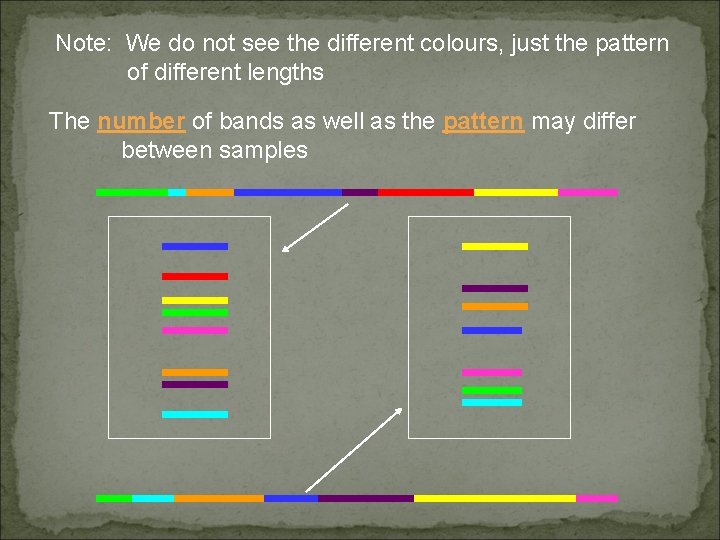 Note: We do not see the different colours, just the pattern of different lengths