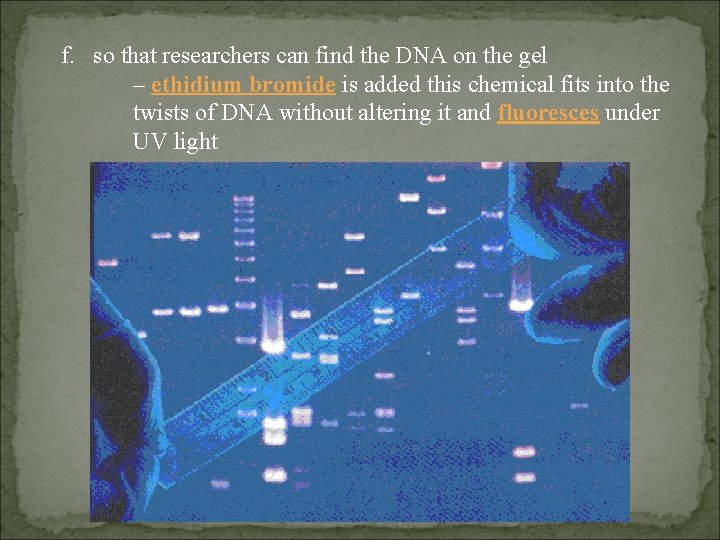 f. so that researchers can find the DNA on the gel – ethidium bromide