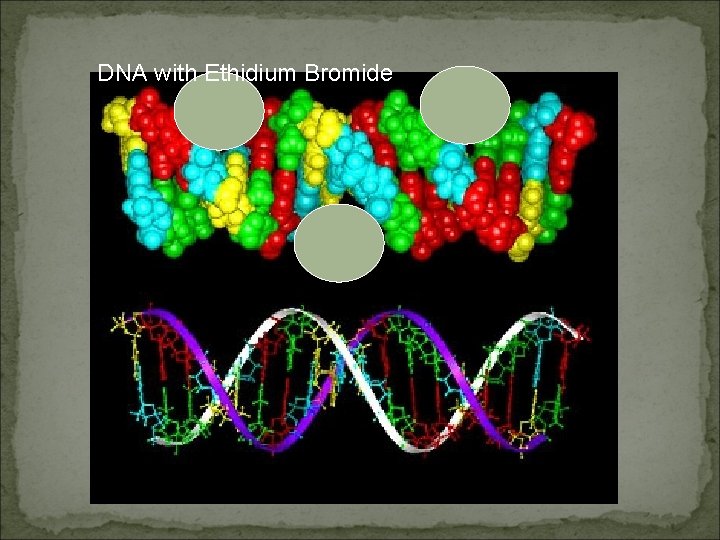 DNA with Ethidium Bromide 