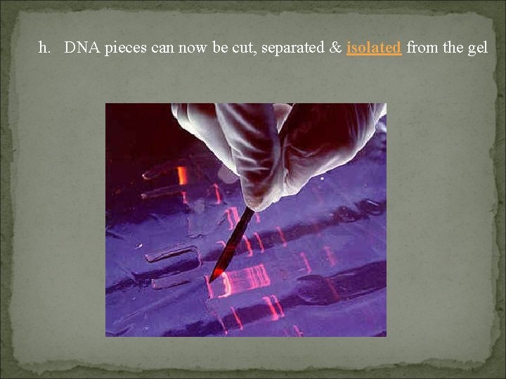 h. DNA pieces can now be cut, separated & isolated from the gel 