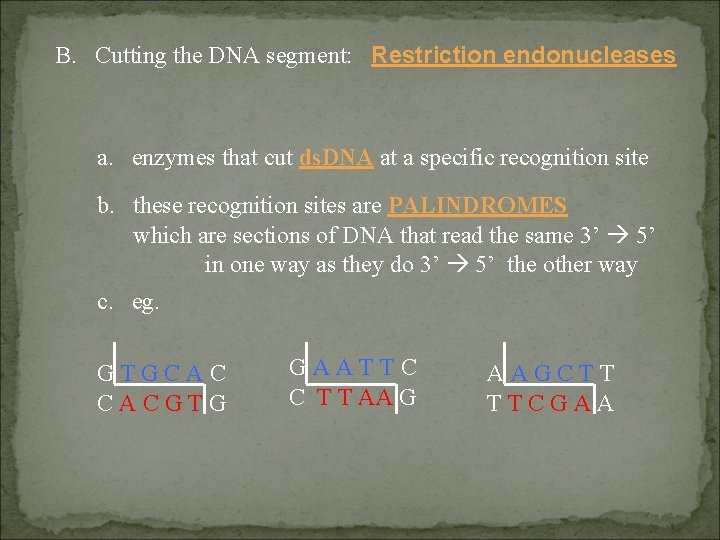 B. Cutting the DNA segment: Restriction endonucleases a. enzymes that cut ds. DNA at