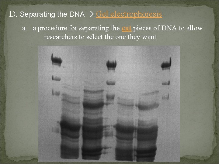 D. Separating the DNA Gel electrophoresis a. a procedure for separating the cut pieces