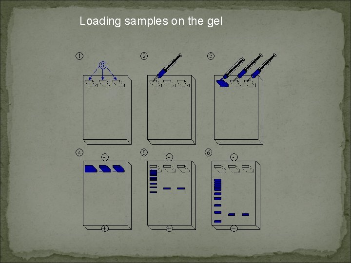 Loading samples on the gel 