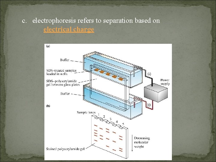 c. electrophoresis refers to separation based on electrical charge 