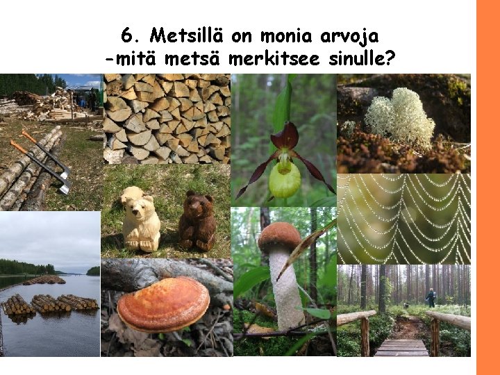 6. Metsillä on monia arvoja -mitä metsä merkitsee sinulle? 10/(12) 