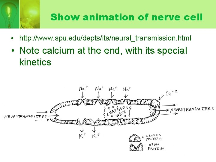 Show animation of nerve cell • http: //www. spu. edu/depts/its/neural_transmission. html • Note calcium Show animation of nerve cell • http: //www. spu. edu/depts/its/neural_transmission. html • Note calcium