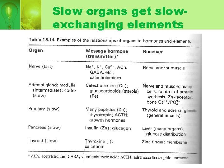 Slow organs get slowexchanging elements Slow organs get slowexchanging elements