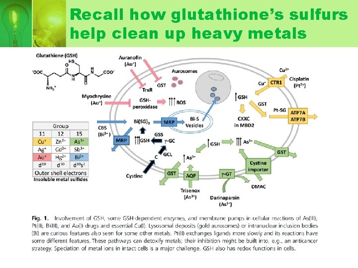 Recall how glutathione’s sulfurs help clean up heavy metals Recall how glutathione’s sulfurs help clean up heavy metals