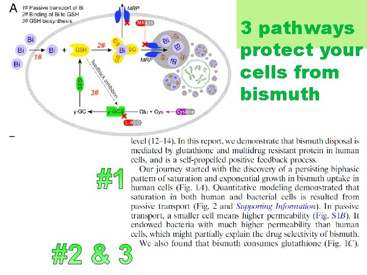 3 pathways protect your cells from bismuth 3 pathways protect your cells from bismuth