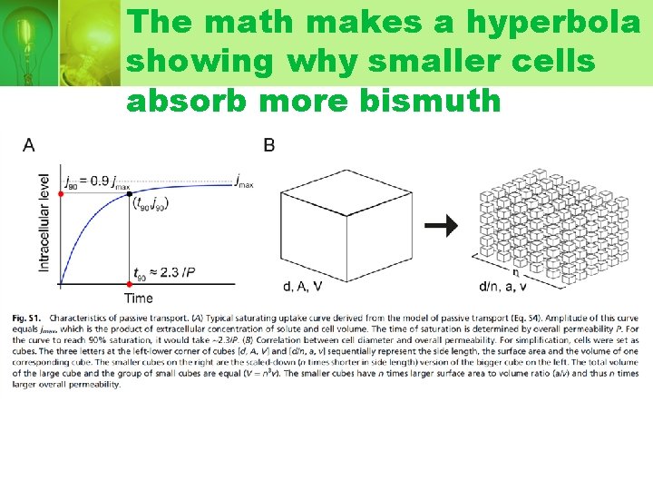 The math makes a hyperbola showing why smaller cells absorb more bismuth The math makes a hyperbola showing why smaller cells absorb more bismuth