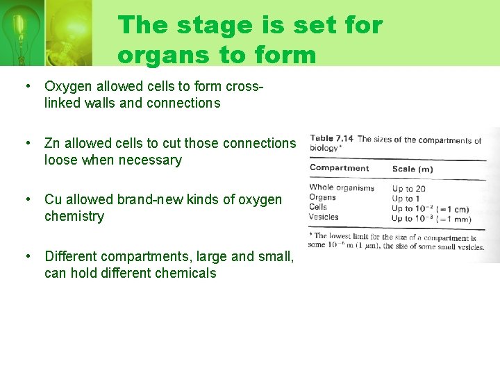 The stage is set for organs to form • Oxygen allowed cells to form The stage is set for organs to form • Oxygen allowed cells to form