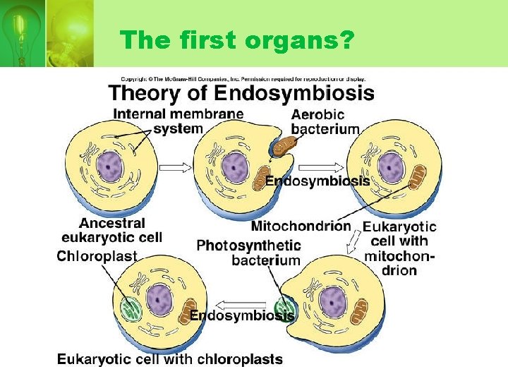 The first organs? The first organs?