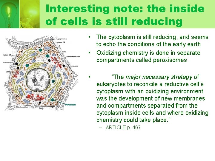 Interesting note: the inside of cells is still reducing • The cytoplasm is still Interesting note: the inside of cells is still reducing • The cytoplasm is still