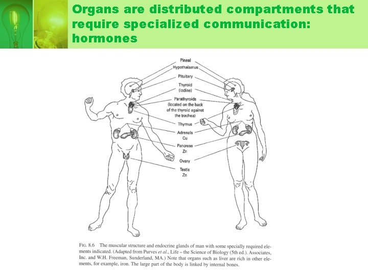 Organs are distributed compartments that require specialized communication: hormones Organs are distributed compartments that require specialized communication: hormones
