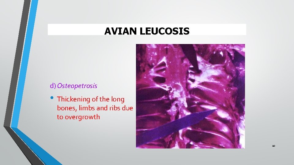 AVIAN LEUCOSIS d) Osteopetrosis • Thickening of the long bones, limbs and ribs due