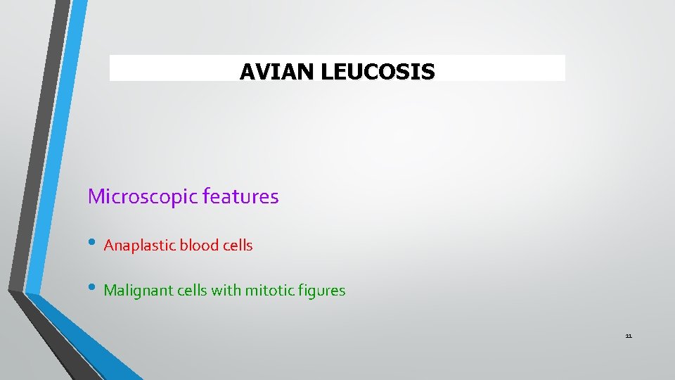 AVIAN LEUCOSIS Microscopic features • Anaplastic blood cells • Malignant cells with mitotic figures