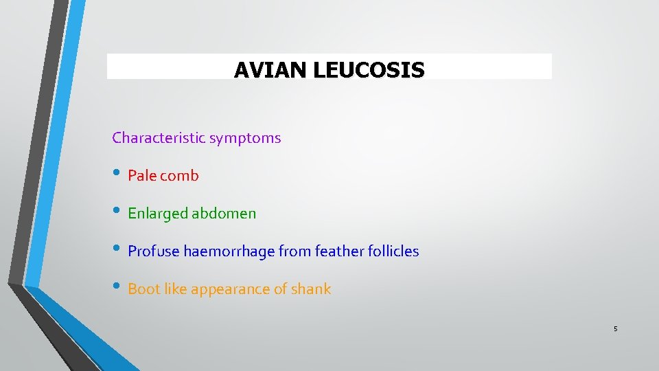 AVIAN LEUCOSIS Characteristic symptoms • Pale comb • Enlarged abdomen • Profuse haemorrhage from