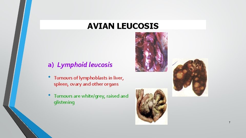 AVIAN LEUCOSIS a) Lymphoid leucosis • Tumours of lymphoblasts in liver, spleen, ovary and