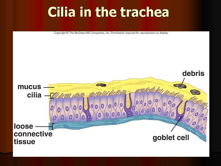 Cilia in the trachea 