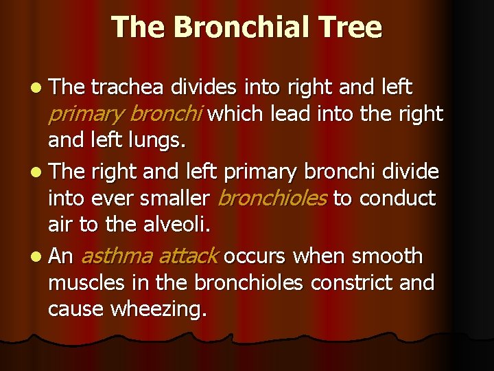 The Bronchial Tree l The trachea divides into right and left primary bronchi which