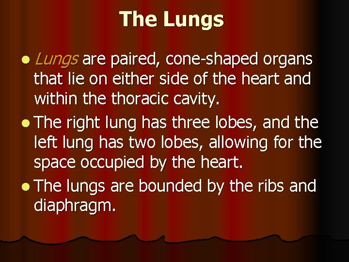 The Lungs l Lungs are paired, cone-shaped organs that lie on either side of