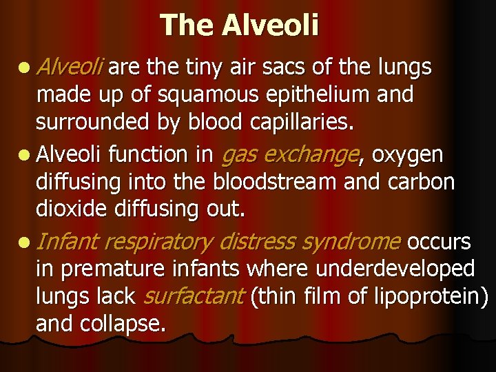 The Alveoli l Alveoli are the tiny air sacs of the lungs made up