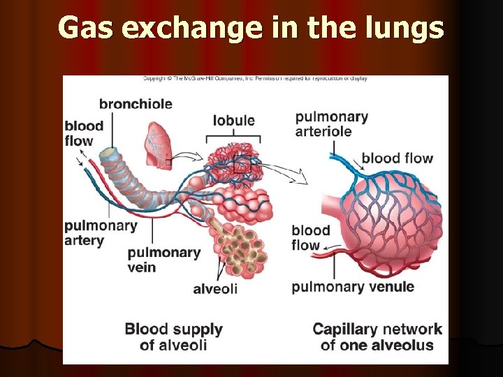 Gas exchange in the lungs 