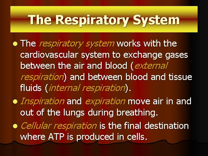 The Respiratory System l The respiratory system works with the cardiovascular system to exchange