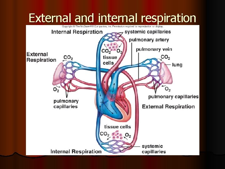 External and internal respiration 