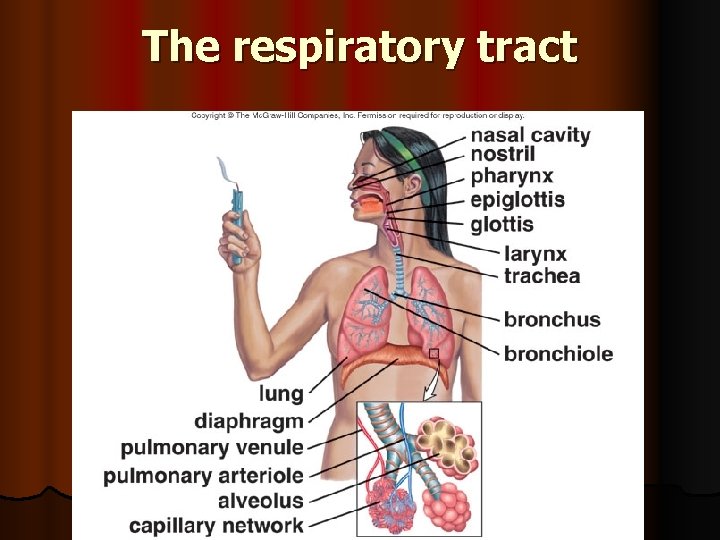 The respiratory tract 