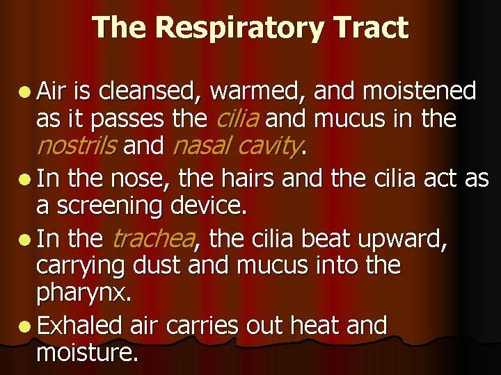 The Respiratory Tract l Air is cleansed, warmed, and moistened as it passes the