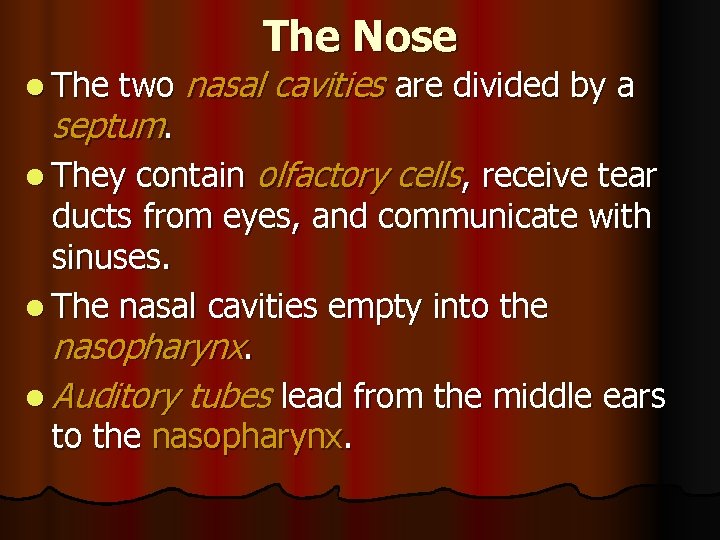 The Nose two nasal cavities are divided by a septum. l They contain olfactory