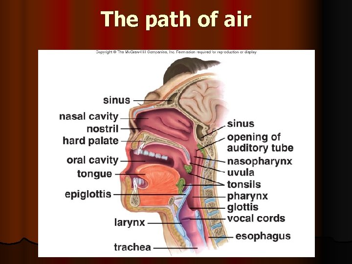 The path of air 