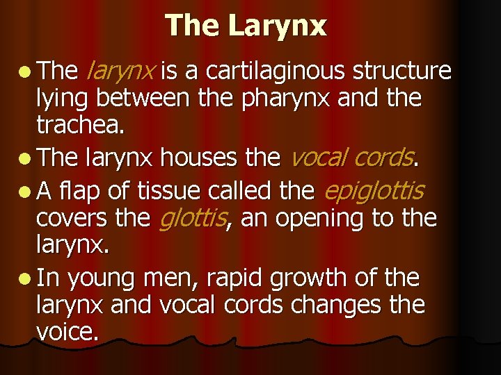 The Larynx l The larynx is a cartilaginous structure lying between the pharynx and