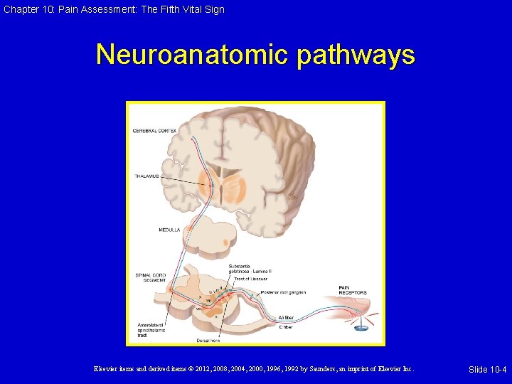 Chapter 10: Pain Assessment: The Fifth Vital Sign Neuroanatomic pathways Elsevier items and derived