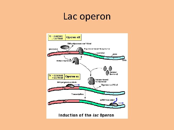 Lac operon 