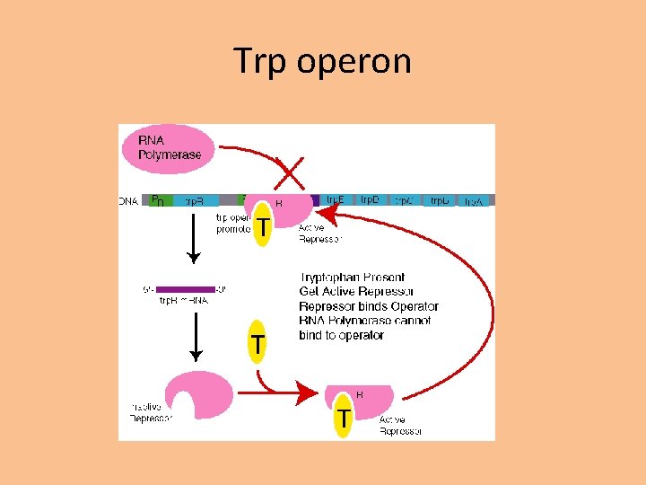 Trp operon 