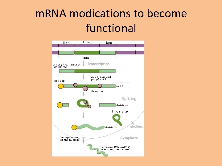 m. RNA modications to become functional 