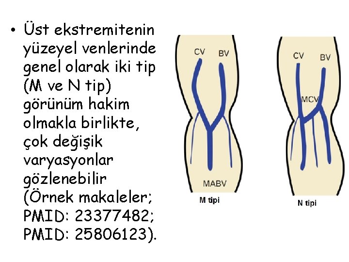  • Üst ekstremitenin yüzeyel venlerinde genel olarak iki tip (M ve N tip)