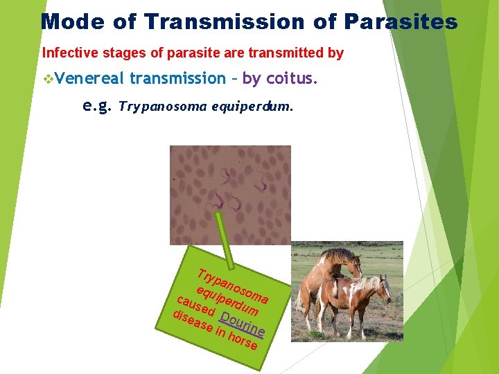 Mode of Transmission of Parasites Infective stages of parasite are transmitted by v. Venereal Mode of Transmission of Parasites Infective stages of parasite are transmitted by v. Venereal