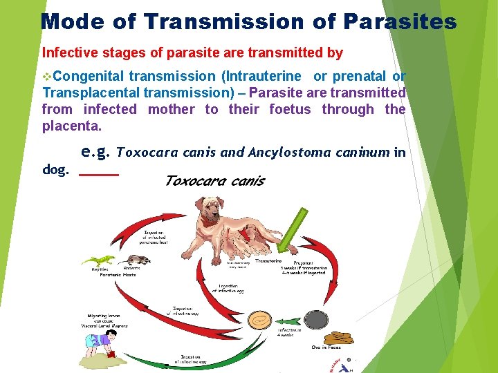 Mode of Transmission of Parasites Infective stages of parasite are transmitted by v. Congenital Mode of Transmission of Parasites Infective stages of parasite are transmitted by v. Congenital